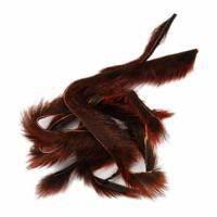 PINE SQUIRREL ZONKERS