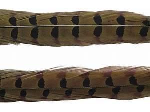RINGNECK PHEASANT TAIL FEATHERS