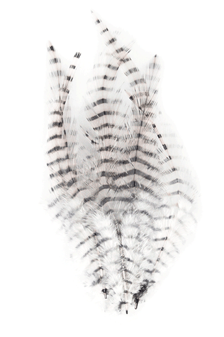 Barred Saddle Hackle