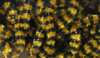 FLY FISH FOOD SMALL STONEFLY CHENILLE