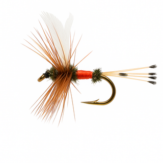 Rocky Mountain Royal Coachman