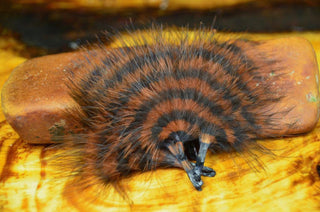 BARRED MARABOU BLOOD QUILL