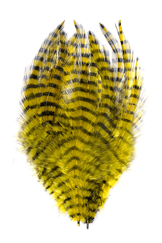 Barred Saddle Hackle