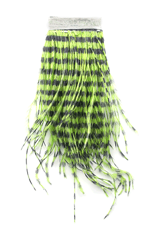 Strung Barred Ostrich